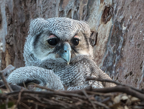 Verreaux's Eagle Owl